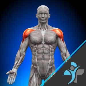 Anterior Deltoid Exercises